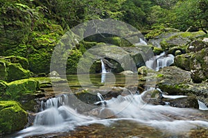 Rainforest river in Yakusugi Land on Yakushima Island, Japan photo